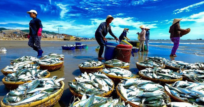 Biển miền Trung đã bình thường trở lại, ngư dân Quảng Trị đánh bắt được nhiều cá lớn có giá trị. Nguồn: internet