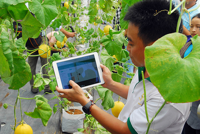 Giới thiệu hệ thống phần mềm quản lý sản xuất mô hình trồng dưa lưới trong nhà màng tại Khu nông nghiệp công nghệ cao. Nguồn: internet