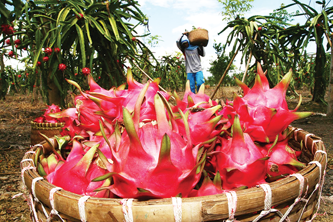 Trái cây đặc sản đang là ngành kinh doanh “hái ra tiền” của Đông Nam Á. Nguồn: internet