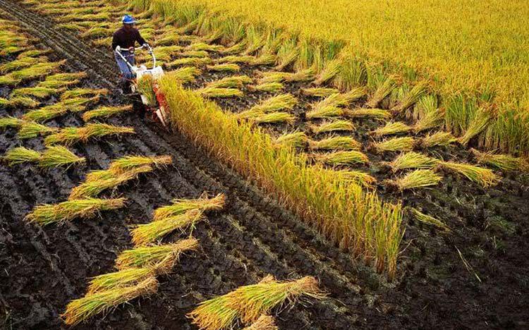 Khi Việt Nam hội nhập sâu hơn vào các chuỗi giá trị toàn cầu, ngành nông nghiệp cần phải chuyển đổi mạnh hơn. Nguồn: internet