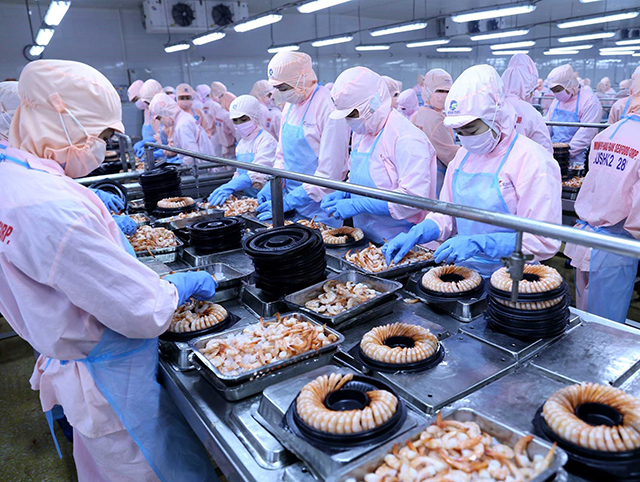 Dây chuyền chế biến sản phẩm tôm hấp chín xuất khẩu tại nhà máy của Công ty CP Thủy sản Minh Phú Hậu Giang. Ảnh Vũ Sinh.