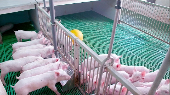 Chăn nuôi lợn giữ vị trí chủ lực trong ngành chăn nuôi. Nguồn: internet