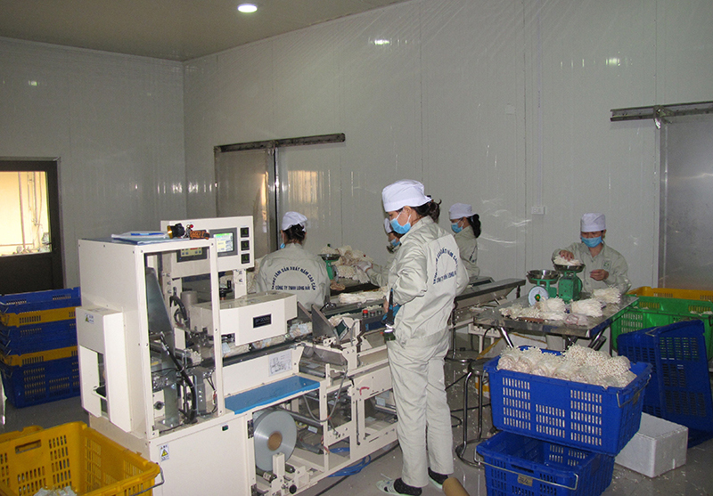 Đóng gói sản phẩm nấm kim châm tại Công ty TNHH Long Hải.