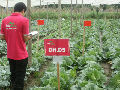 Hiện Liên Thảo đã hợp tác bao tiêu sản phẩm cho các hộ nông dân tại vùng rau sạch Duyên Hà, Yên Mỹ (huyện Thanh Trì, Hà Nội). Nguồn: internet.