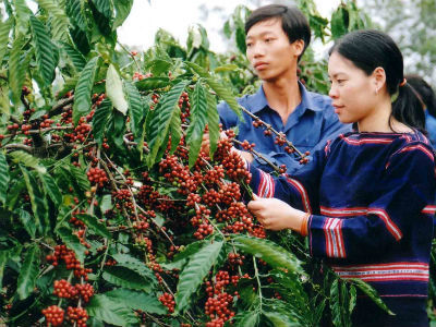 Việc ngành ngân hàng triển khai chương trình cho vay tái canh cây cà phê trên địa bàn các tỉnh Tây nguyên sẽ tạo điều kiện giúp cho cây cà phê Tây nguyên phát triển bền vững