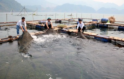 Lòng hồ Thủy điện Sơn La đã trở thành vùng nuôi cá lồng phát triển trong những năm qua
