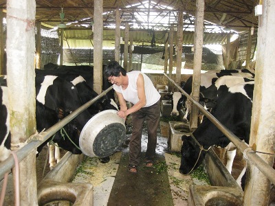 Sự gắn kết trong chương trình cho vay theo liên kết chuỗi đã giúp gia đình anh Tăng Đình Dậu, thôn Khánh Nhi Ngược, xã Vĩnh Thịnh, Vĩnh Tường yên tâm đầu tư phát triển chăn nuôi bò sữa