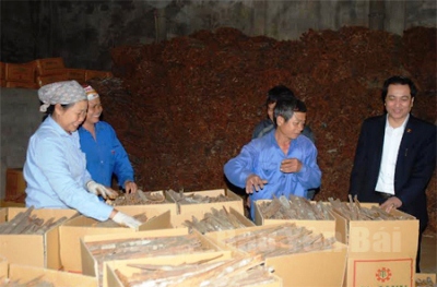 Lãnh đạo Agribank Văn Yên (bên phải) kiểm tra sử dụng vốn vay sản xuất kinh doanh của Công ty TNHH Hoàng Quế. 