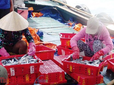Tàu cập cảng Thuận An, cá được thu mua nhanh chóng 