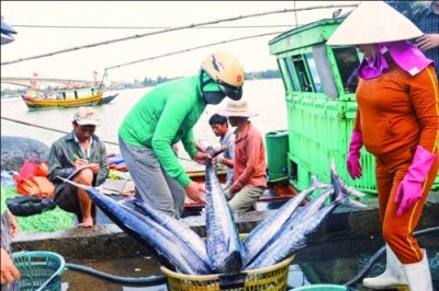 Hoạt động khai thác hải sản đã sôi động trở lại ở các tỉnh miền Trung.