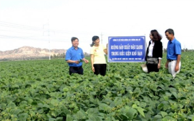 Vườn ươm giống đậu xanh của CTCP Giống cây trồng Nha Hố - doanh nghiệp luôn được Agribank Ninh Thuận đồng hành.