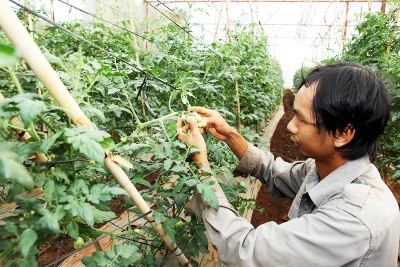 Nông dân vay vốn hộ sản xuất vùng khó khăn đầu tư nhà lưới trồng cà chua cho thu nhập cao 