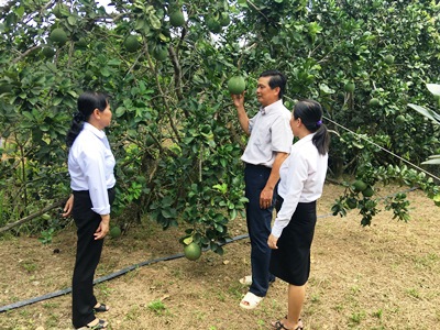 Vườn bưởi da xanh có giá trị tiền tỷ của gia đình bác Đàm Văn Long (huyện Châu Thành, tỉnh Bến Tre) được hình thành từ nguồn vốn vay Agribank.