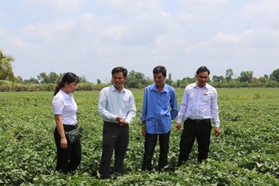 "Nông dân bạc tỷ" Đỗ Văn Thum (áo xanh) cùng đại diện chính quyền địa phương và cán bộ Agribank trên cánh đồng khoai lang rộng 24 ha