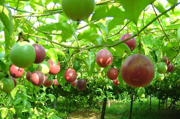 Chanh leo hiện nằm trong tốp 10 loại cây ăn quả Việt Nam có giá trị xuất khẩu cao năm 2021.