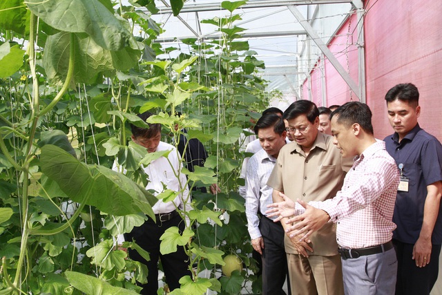 Trang trại trồng rau công nghệ cao Afarm tại xã Hoà Phú, huyện Hòa Vang, TP. Đà Nẵng