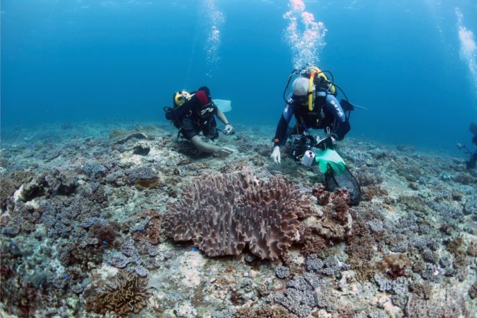 Nhiều rặng san hô tại Thái Bình Dương đang "chết" vì ảnh hưởng của biến đổi khí hậu. (Ảnh: Ming-Shiou Jeng)