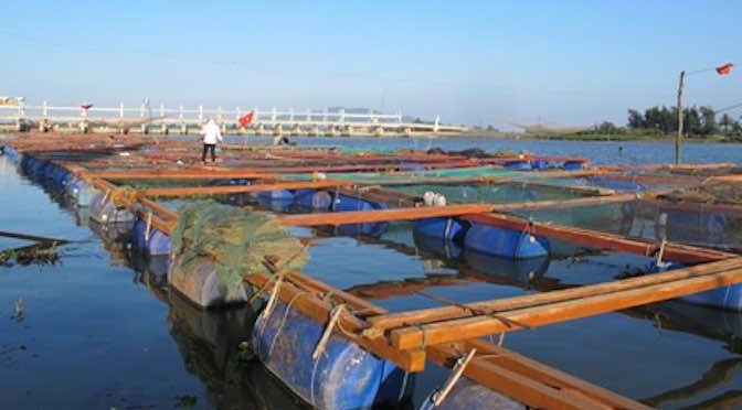 Chủ động ứng phó, hạn chế thấp nhất thiệt hại cho nuôi thủy sản lồng bè mùa mưa lũ.