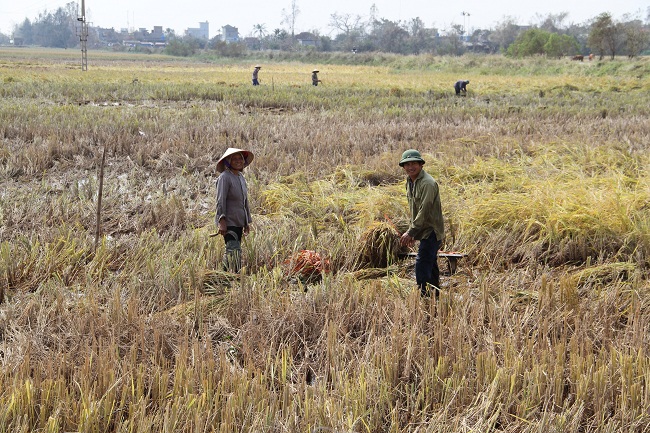 Bà con nông dân huyện Tiền Hải đang thu hoạch "lúa thối" tại ruộng sau bão số 8.(Ảnh: Văn Trường)