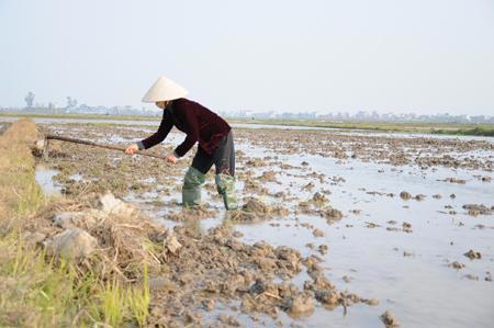 Phó Thủ tướng Hoàng Trung Hải chỉ đạo phải đảm bảo cấp nước cho sản xuất nông nghiệp. Nguồn: Internet