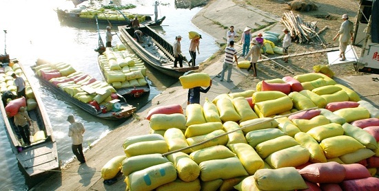 Doanh nghiệp đang tích cực tham gia thu mua, tạm trữ lúa gạo. Nguồn: Internet
