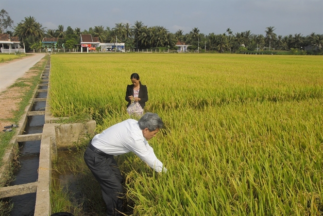 Nông dân ở thôn Mỹ Tho, xã Hoài Mỹ, huyện Hoài Nhơn thăm đồng lúa VietGAP.

