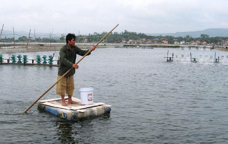 Ngư dân ở Phú Yên lo lắng tôm bị dịch bệnh do nắng nóng kéo dài.