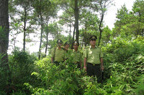 Tăng cường công tác phối hợp kiểm tra, giám sát trong quản lý, bảo vệ rừng. Nguồn: Internet 