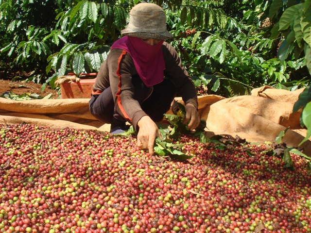 Các doanh nghiệp cà phê kiến nghị, Chính phủ đẩy nhanh việc thành lập Quỹ phát triển cà phê Việt Nam nhằm hỗ trợ cho sản xuất. Nguồn: internet.