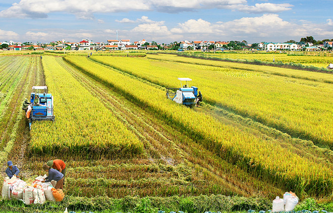 ADB sẽ giúp Việt Nam nâng cao nhận thức và một số biện pháp khác để nâng cao năng suất trong nông nghiệp, kết nối chuỗi giá trị và an toàn vệ sinh thực phẩm.