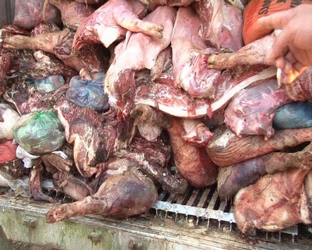 Bắt giữ 10 tấn thịt lợn hôi thối ở Lạng Sơn.