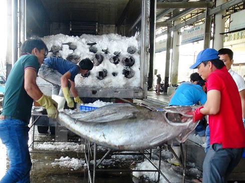 Thu mua cá ngừ đại dương ở Khánh Hòa. Nguồn: internet.