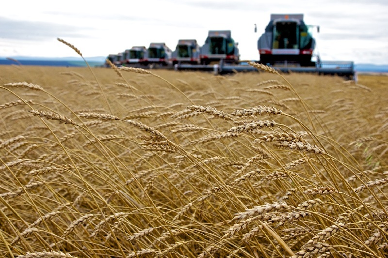 Châu Á sẽ ngày càng phụ thuộc vào lúa mì Nga?. Nguồn: Internet