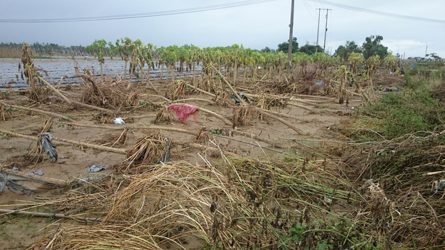 Vườn đu đủ tại Đại Lộc- Quảng Nam đã bị tàn phá nặng nề sau cơn bão. Nguồn: Thanh Mỹ/thoidai.com.vn