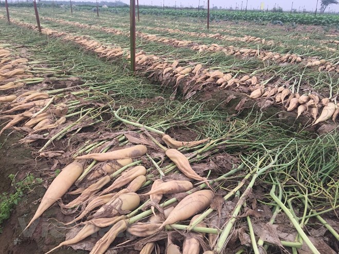 Đối với vùng trồng củ cải ở Tráng Việt, tại đây có 90 ha trồng chuyên canh củ cải, năm nay nông dân đã thu hoạch thắng lợi 3 lứa với lãi rất cao. Nguồn: Internet