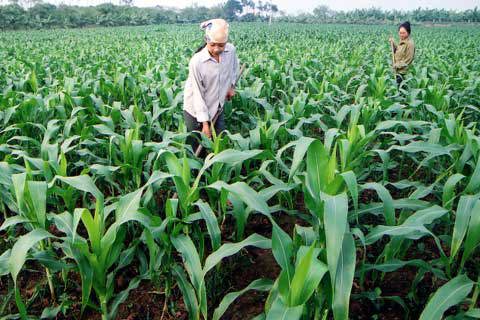 Miễn thuế sử dụng đất nông nghiệp sẽ tạo động lực mạnh mẽ thực hiện chính sách “tam nông”.