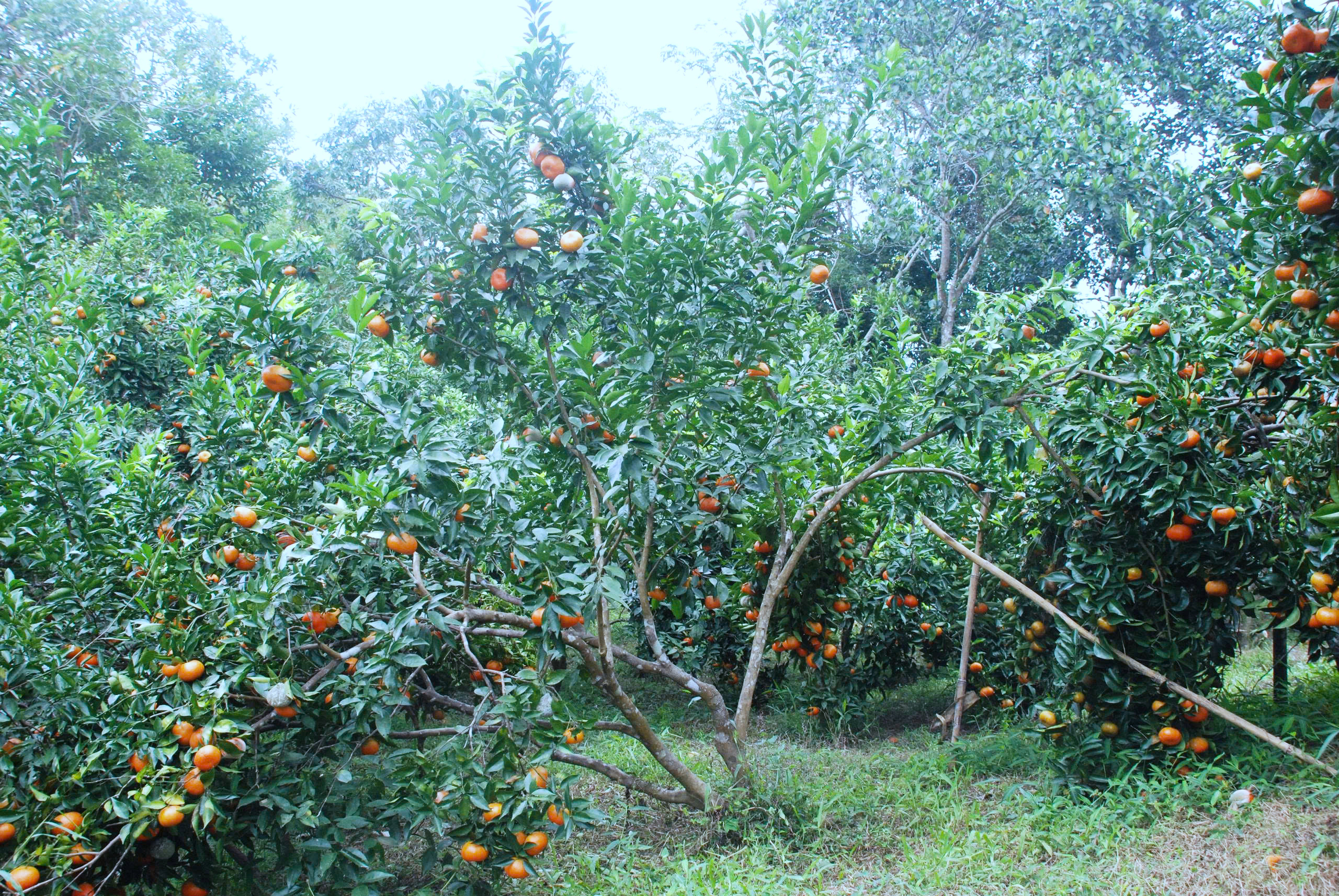 Vườn cam nh&agrave; anh Trần Văn Hậu ở th&ocirc;n C&aacute;i Bầu