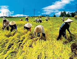 Hợp tác xã nông nghiệp làm dịch vụ: Lợi ích kinh tế là chất kết dính