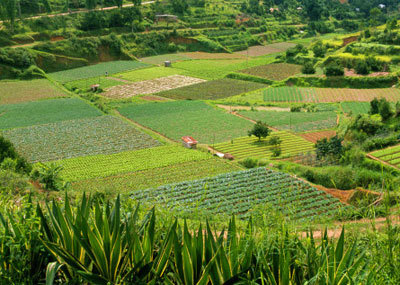Chính sách hỗ trợ để bảo vệ và phát triển đất trồng lúa