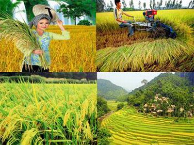 Để ngành Nông nghiệp Việt Nam phát triển như kỳ vọng