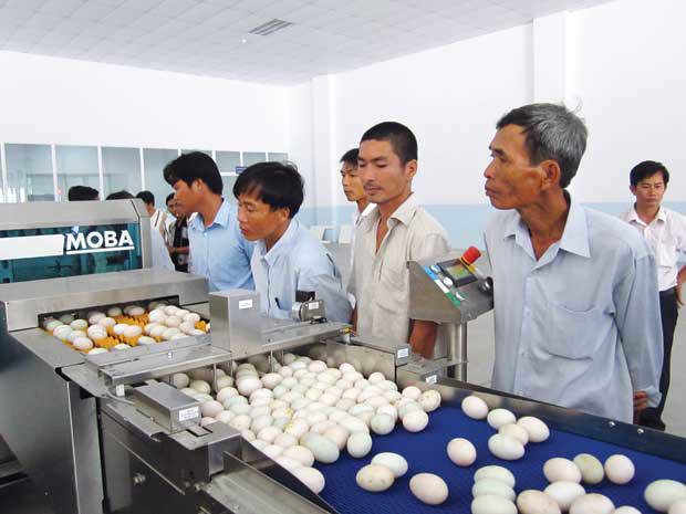  Doanh nghiệp Việt "lép vế" trong ngành chăn nuôi 