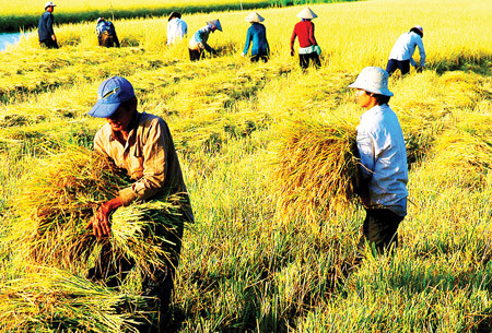Để lúa gạo tiếp tục là “cần câu” của nông dân