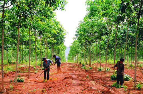 Phát huy hiệu quả của chính sách giao đất, giao rừng 