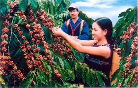 Lotte muốn đầu tư lớn vào ngành cà phê Đắk Lắk