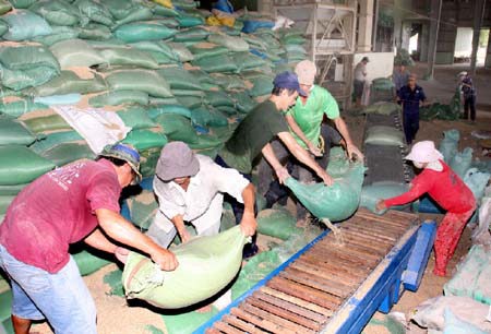  Đẩy mạnh tạm trữ để tiêu thụ hết lúa gạo cho nông dân 
