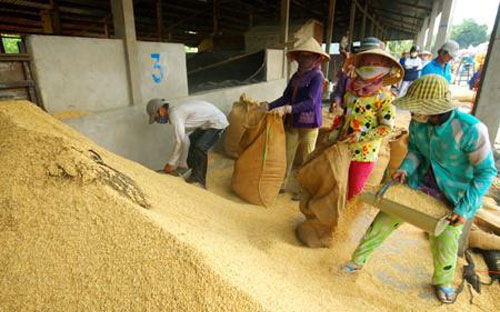 Giá lúa gạo vẫn giảm bất chấp mua tạm trữ