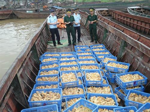 Hải quan Quảng Ninh tăng cường ngăn chặn gia cầm nhập lậu