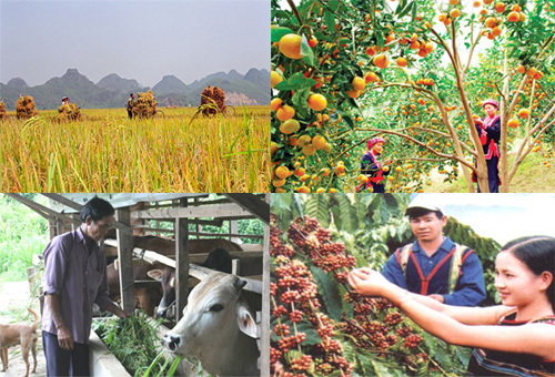Giải bài toán phát triển nông nghiệp bền vững tại Việt Nam