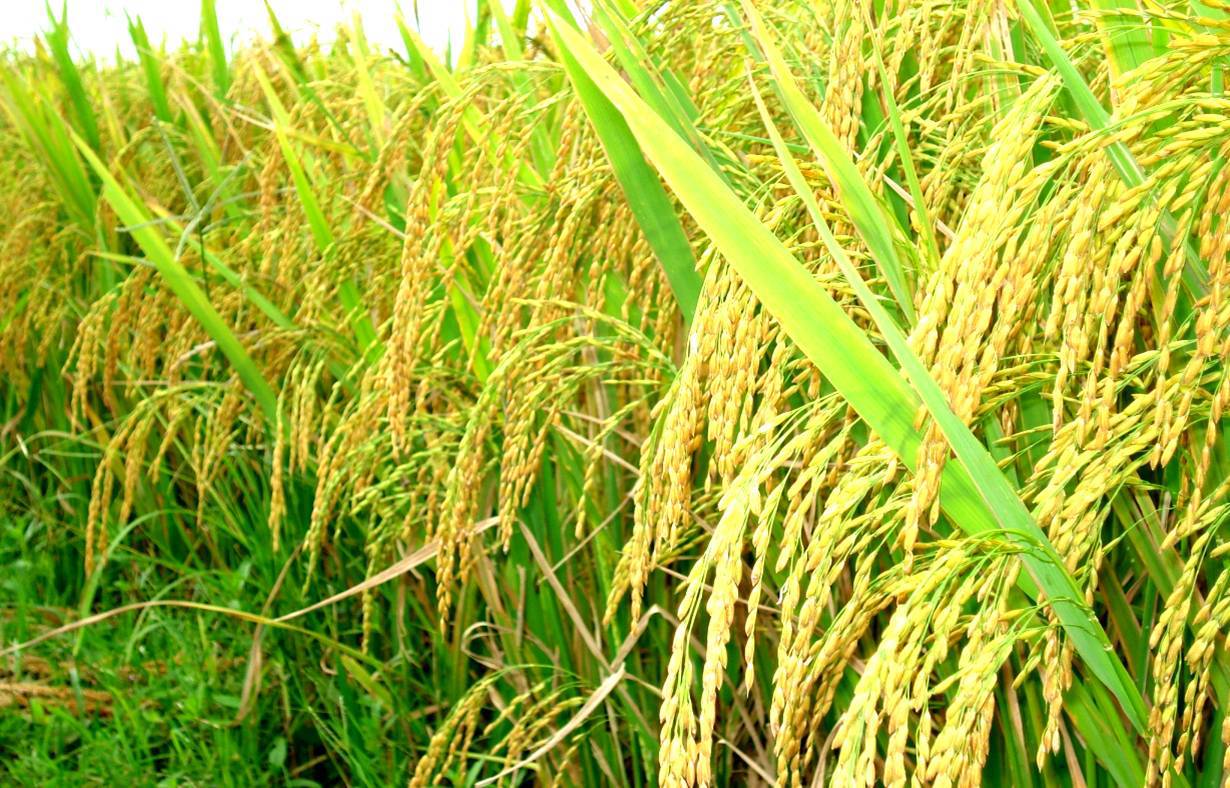 Lúa gạo “bất ngờ” nằm trong danh sách “tiềm năng xuất khẩu thấp"