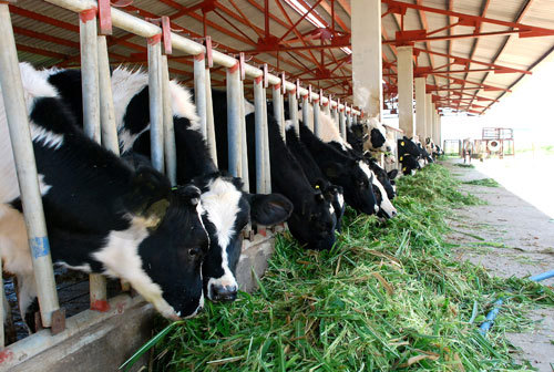 Bộ Tài chính hướng dẫn chế độ thu, nộp phí, lệ phí trong lĩnh vực chăn nuôi